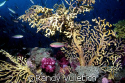 ' reef colors'   OLY 50 50  Light & Motion housing  sea &... by Randy Vuletich 